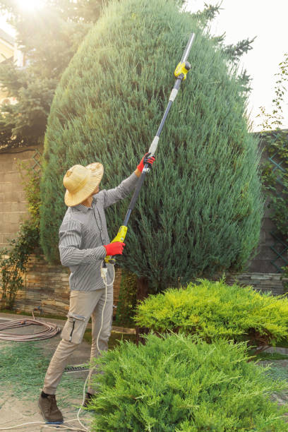 Professional Tree Service in Pine Mountain Clu, CA